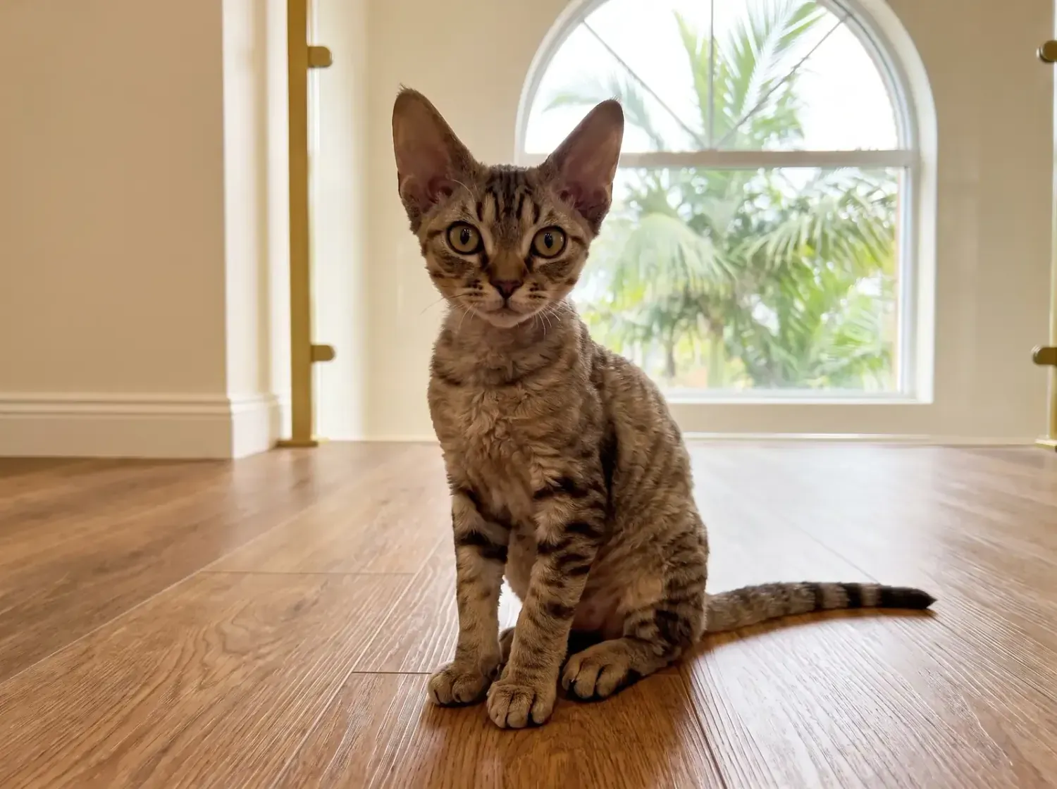 Devon Rex in Dubai, a brown tabby kitten with big ears sitting on a timber floor, palms outside