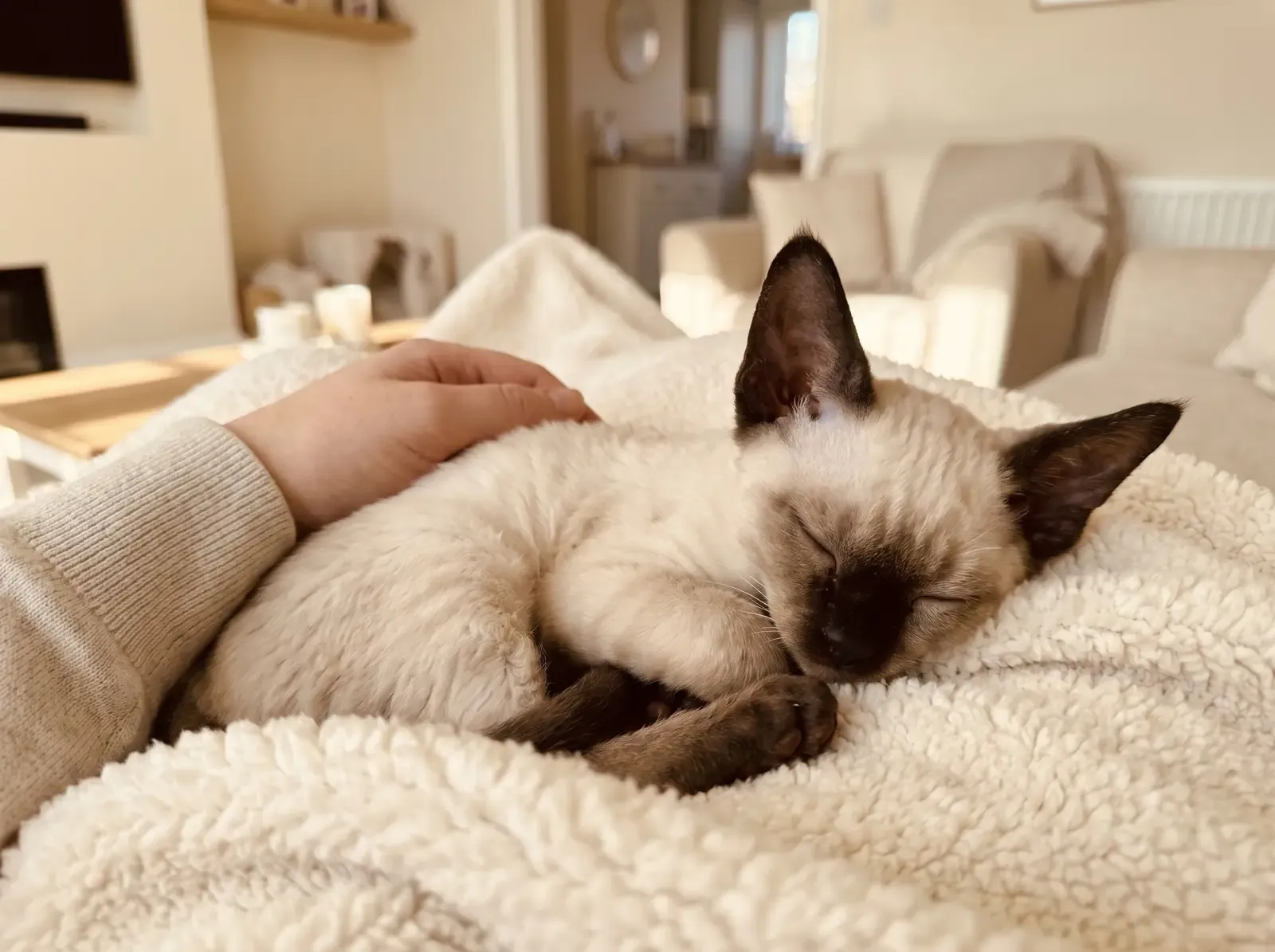 Devon Rex, a seal point kitten asleep in a cream fleece on a pet parent's lap
