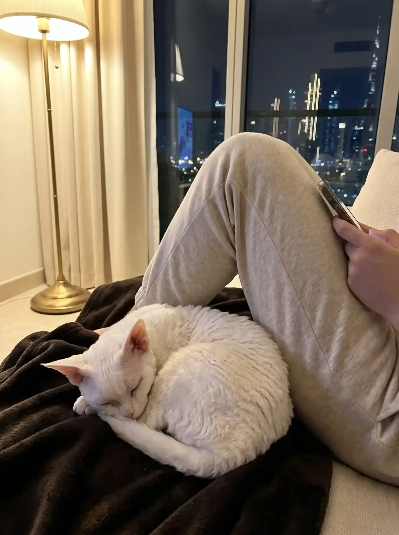 Devon Rex in Dubai, a white cat asleep against a pet parent's knee at night, the skyline lit up behind