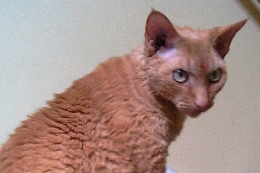 Devon Rex history, an adult red Devon Rex male looking back over his shoulder, 2002