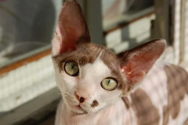 Devon Rex history, a brown and white Devon Rex showing the breed's big ears and large eyes