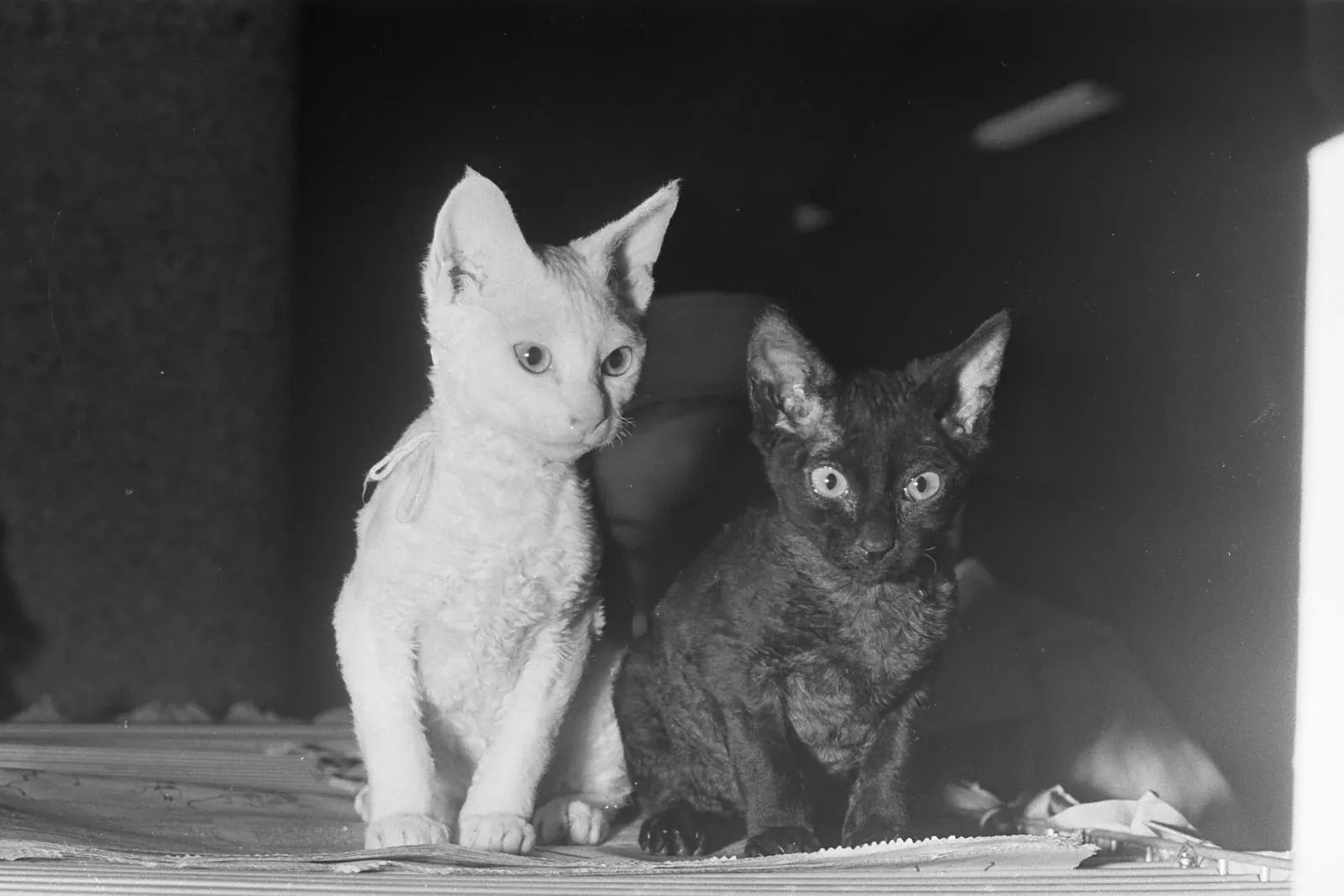 Devon Rex history, two Rex kittens from Denmark, one white and one black, at a cat show, the Netherlands, 1967