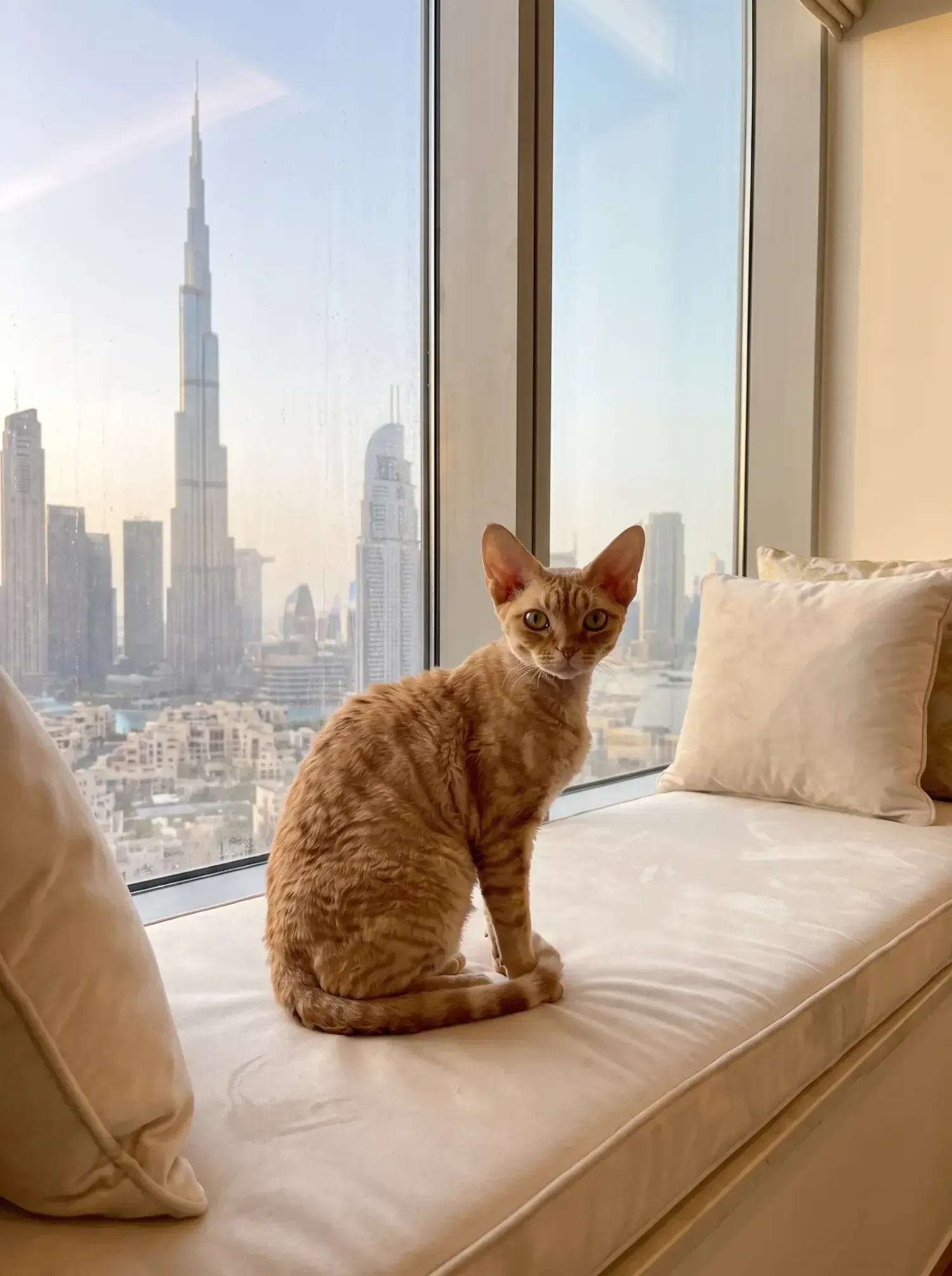Devon Rex in Dubai, the same cat on a cushioned window seat, the Burj Khalifa behind
