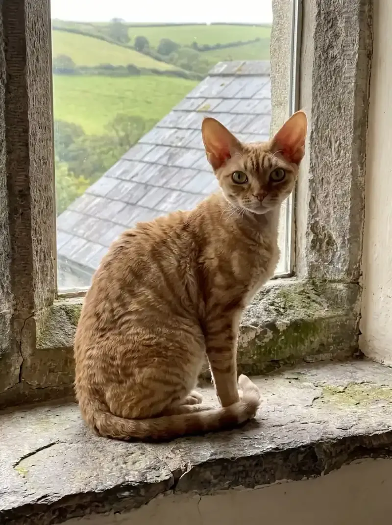 Devon Rex, a red tabby adult sitting on the stone sill of an old cottage window, green hills beyond