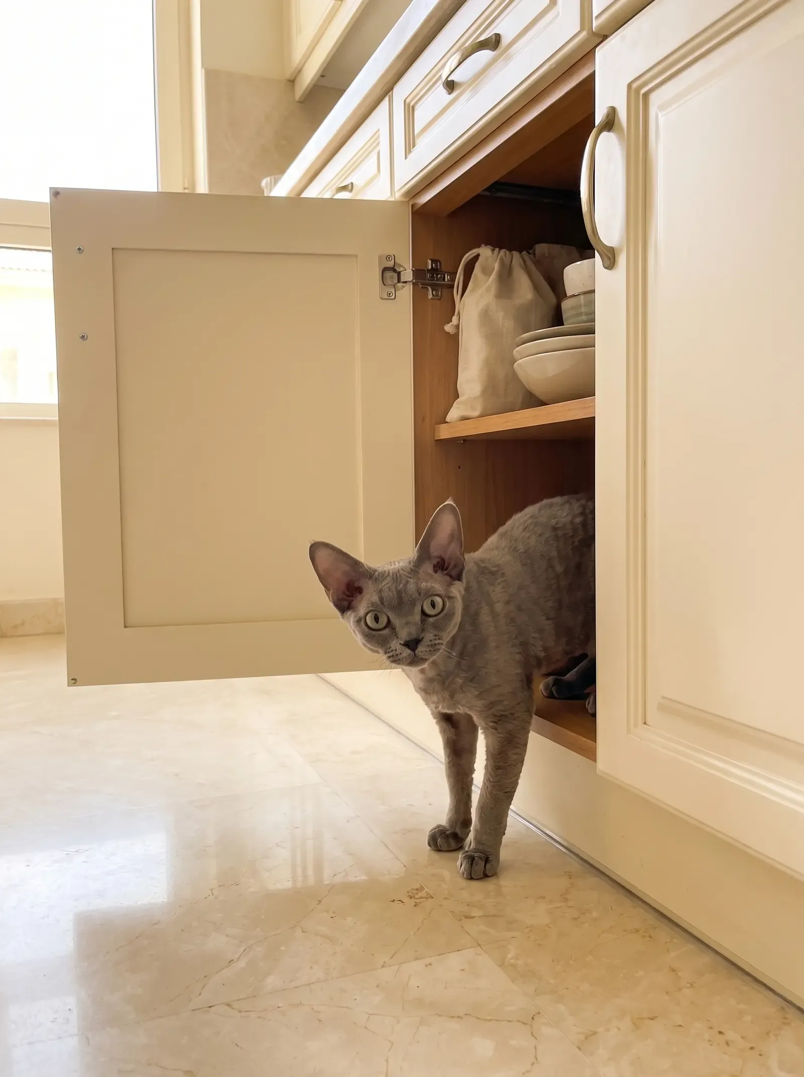 Devon Rex, a blue adult stepping out of an open kitchen cupboard onto a marble floor