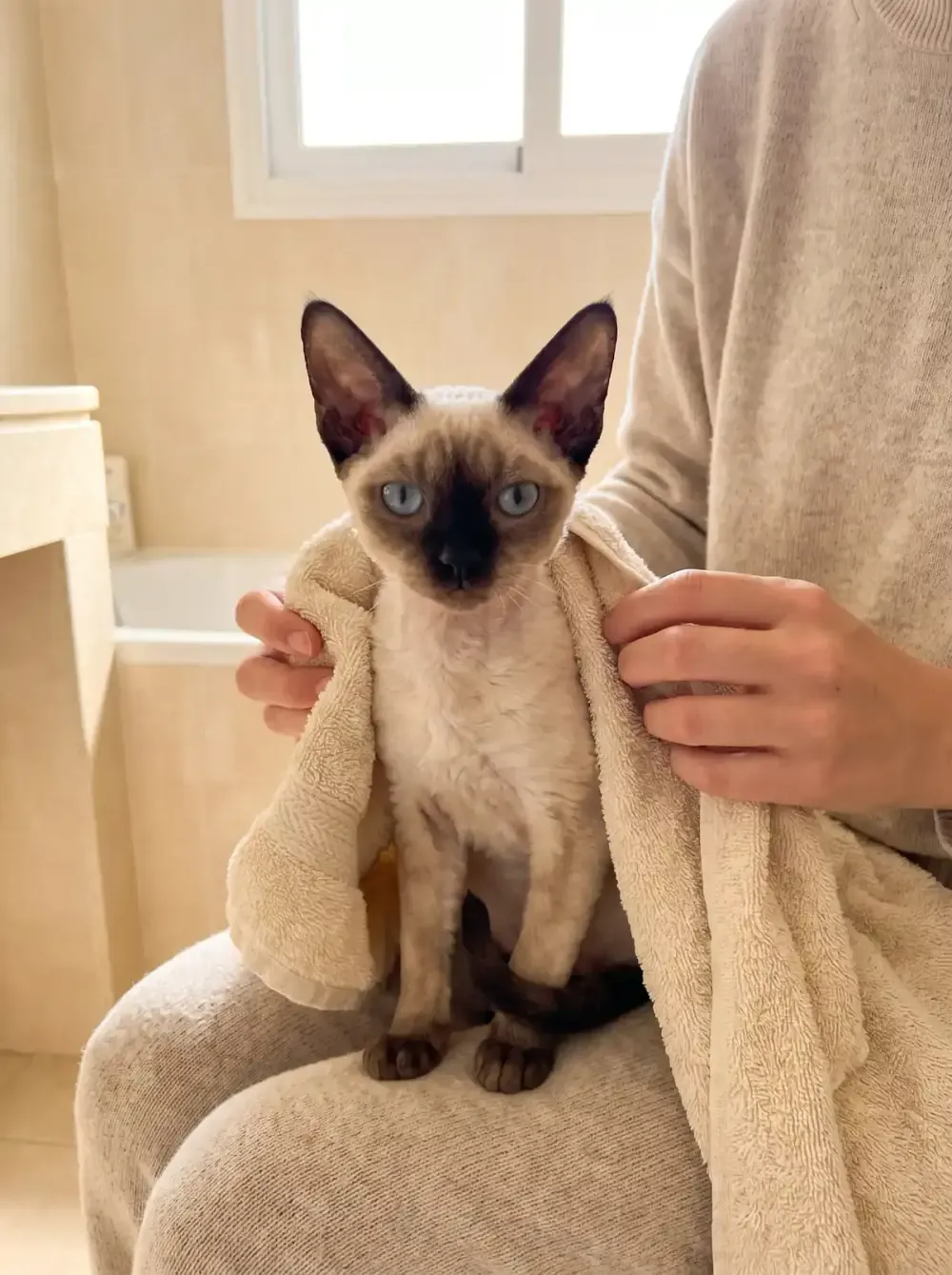 Devon Rex, a seal point adult wrapped in a warm cream towel on a pet parent's lap