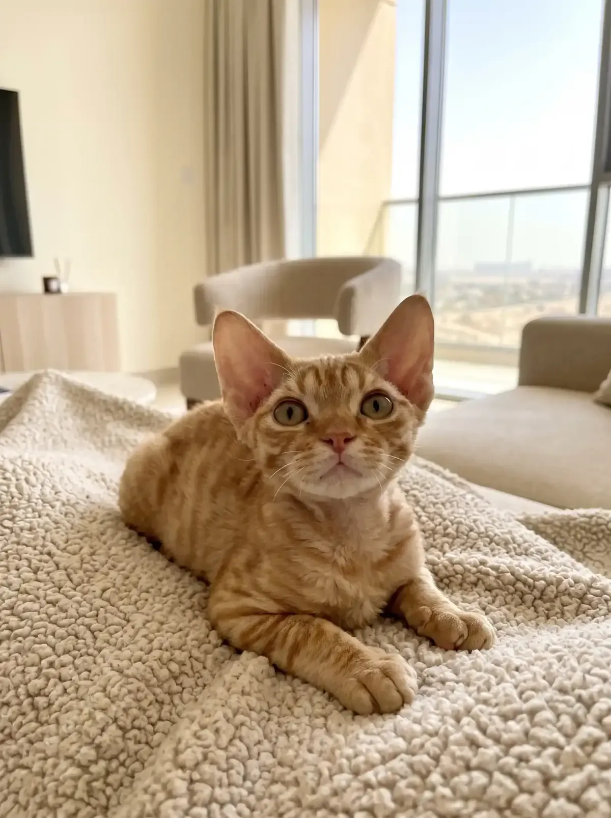 Devon Rex in Dubai, a red tabby kitten on a fleece blanket, the city through the window