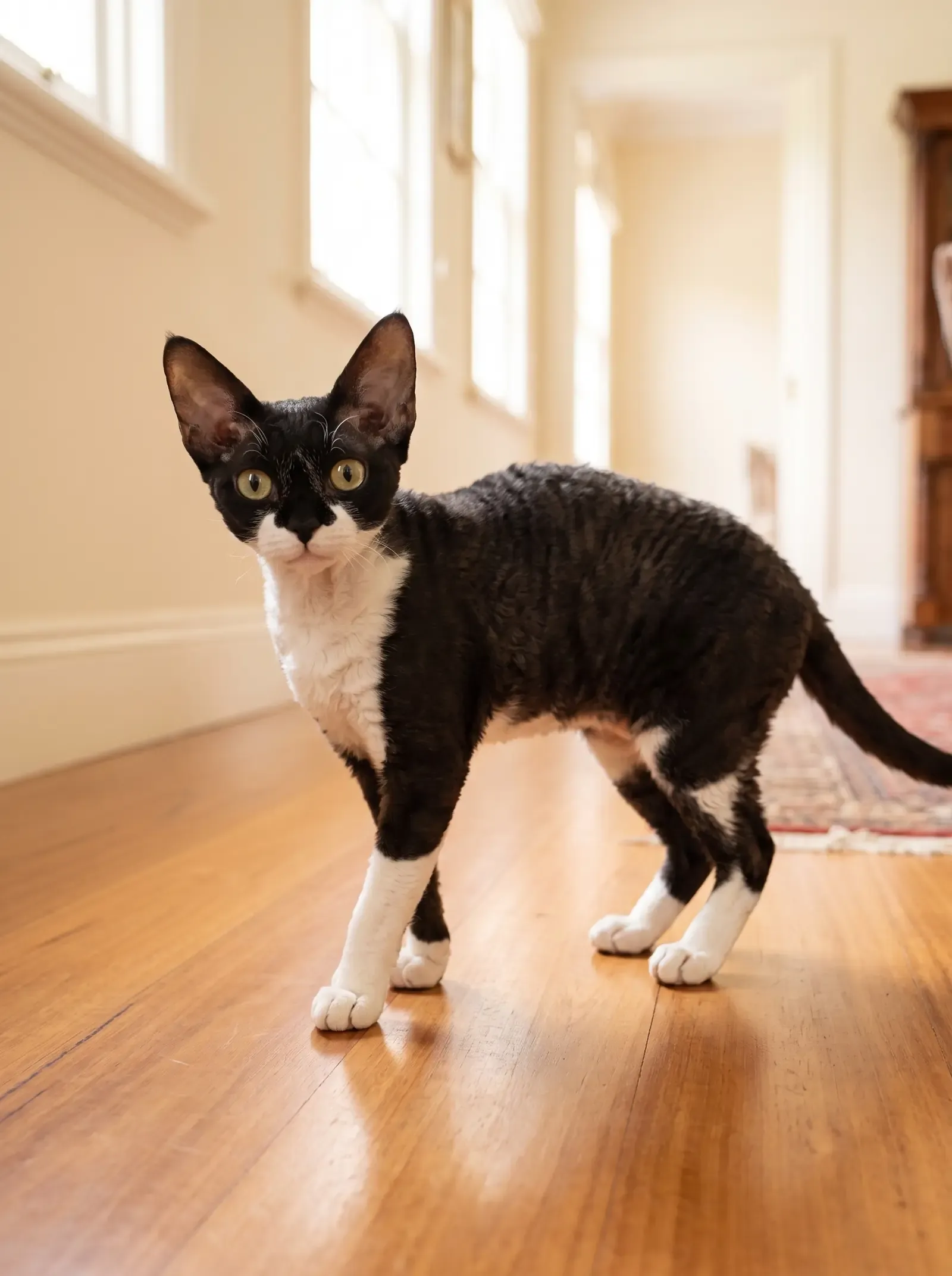 Devon Rex, a black and white adult walking across a timber floor, seen from the side