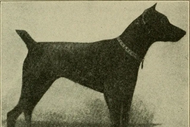 Doberman Pinscher history, a dog with cropped ears standing side-on, Dogs as Home Companions, 1922