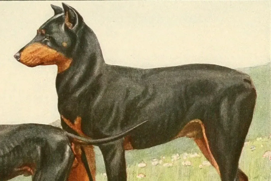 Doberman Pinscher history, a painting of a black and tan dog with cropped ears in a meadow, Louis Agassiz Fuertes, 1919