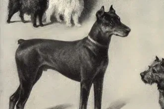 Doberman Pinscher history, a drawing of a dog with cropped ears on a dog breeds plate, Nordisk familjebok, 1909