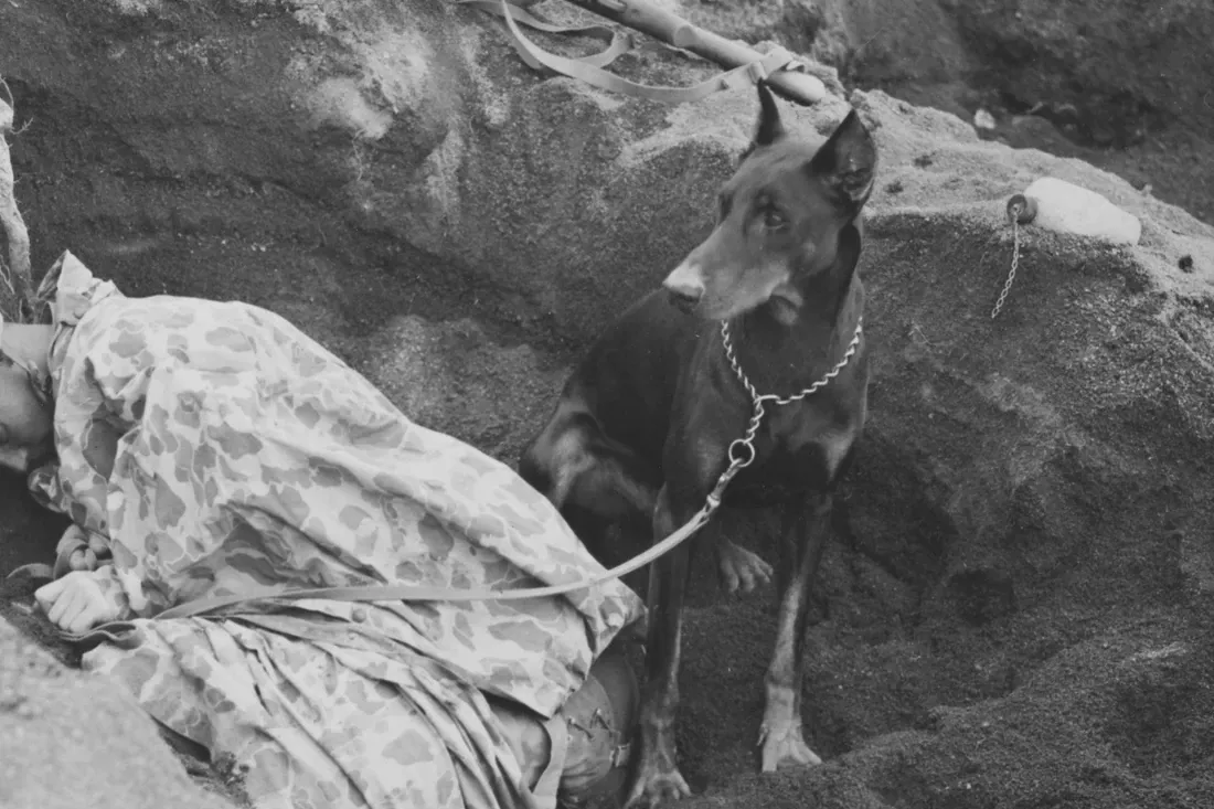 Doberman Pinscher history, Butch, a Marine Corps war dog, on guard as a handler sleeps in a foxhole, Iwo Jima, 1945