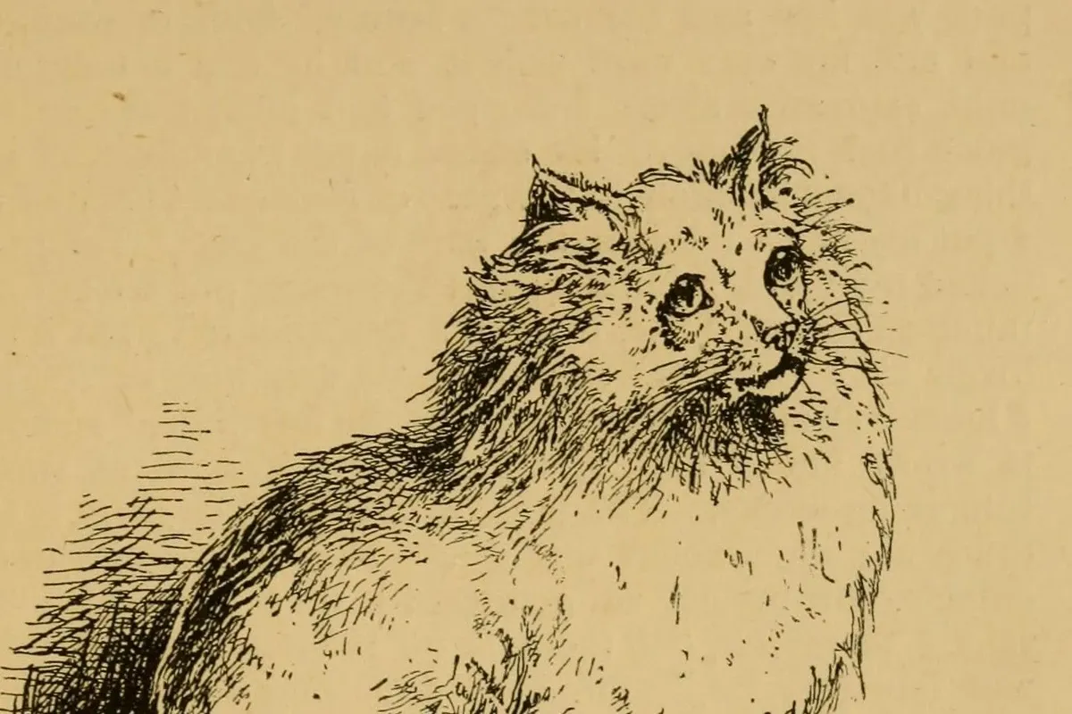 Domestic Longhair history, an engraving of a white long-haired cat from Harrison Weir's Our Cats, 1889