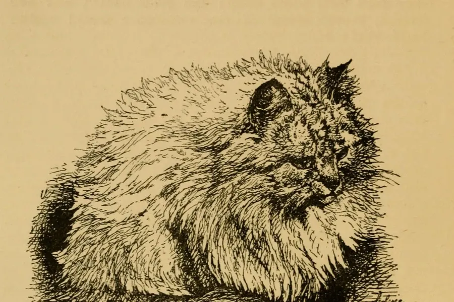 Domestic Longhair history, an engraving of a long-haired Persian cat from Harrison Weir's Our Cats, 1889