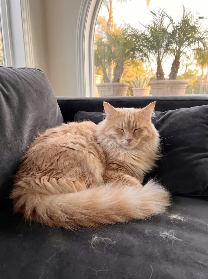 Domestic Longhair in Dubai, a ginger adult asleep on a charcoal sofa, shed fur around them, potted palms outside