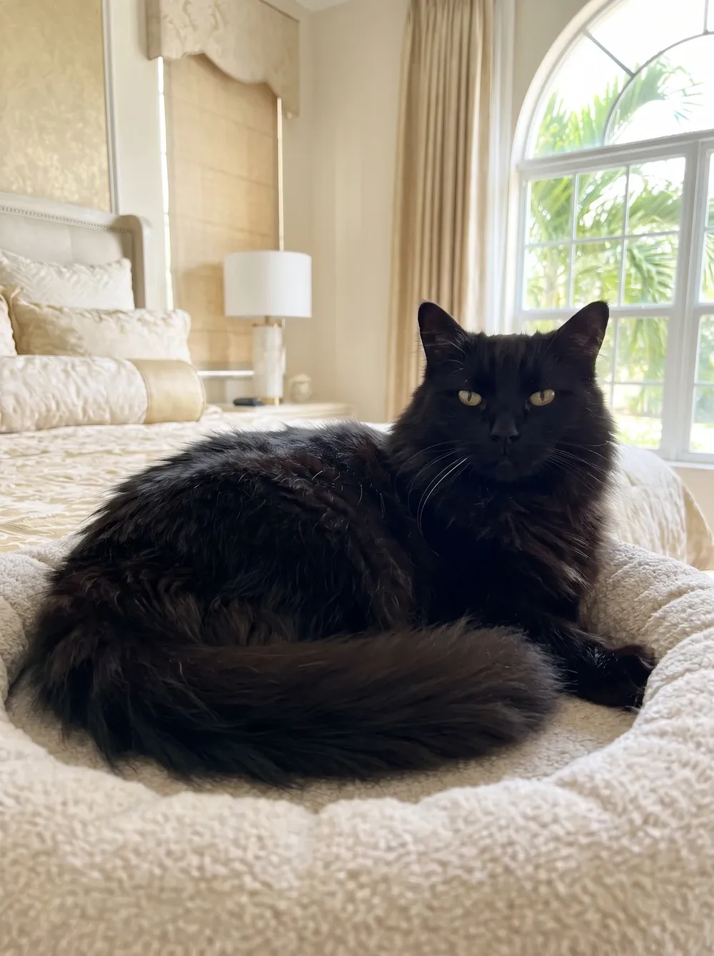 Domestic Longhair in Dubai, an older black cat on a round cat bed, palms through an arched window
