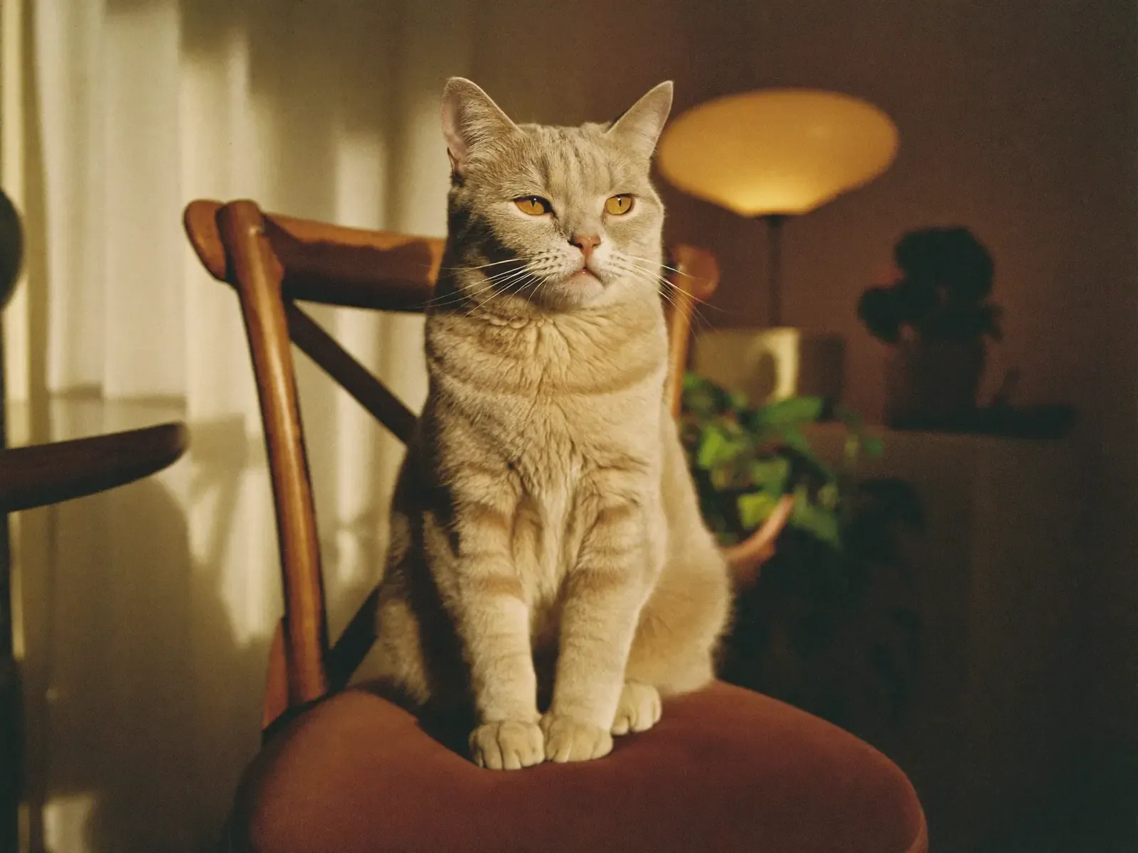 Domestic Shorthair, a cream cat sitting on a timber dining chair