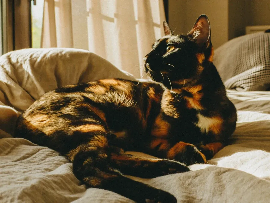 Domestic Shorthair, a tortoiseshell cat lying on linen bedding in morning light