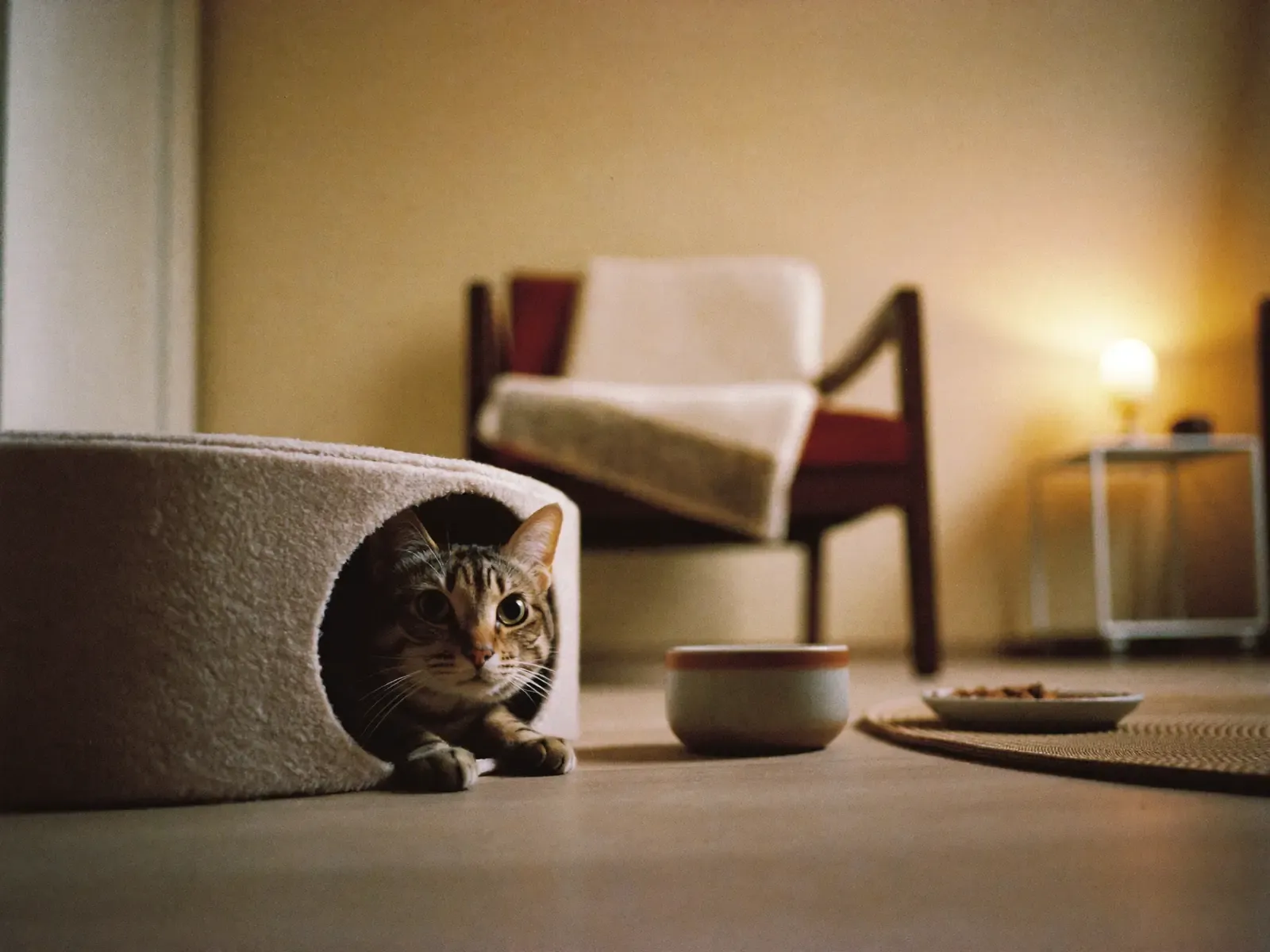 Domestic Shorthair, a shy tabby peeking out of a felt cat cave, food and water nearby