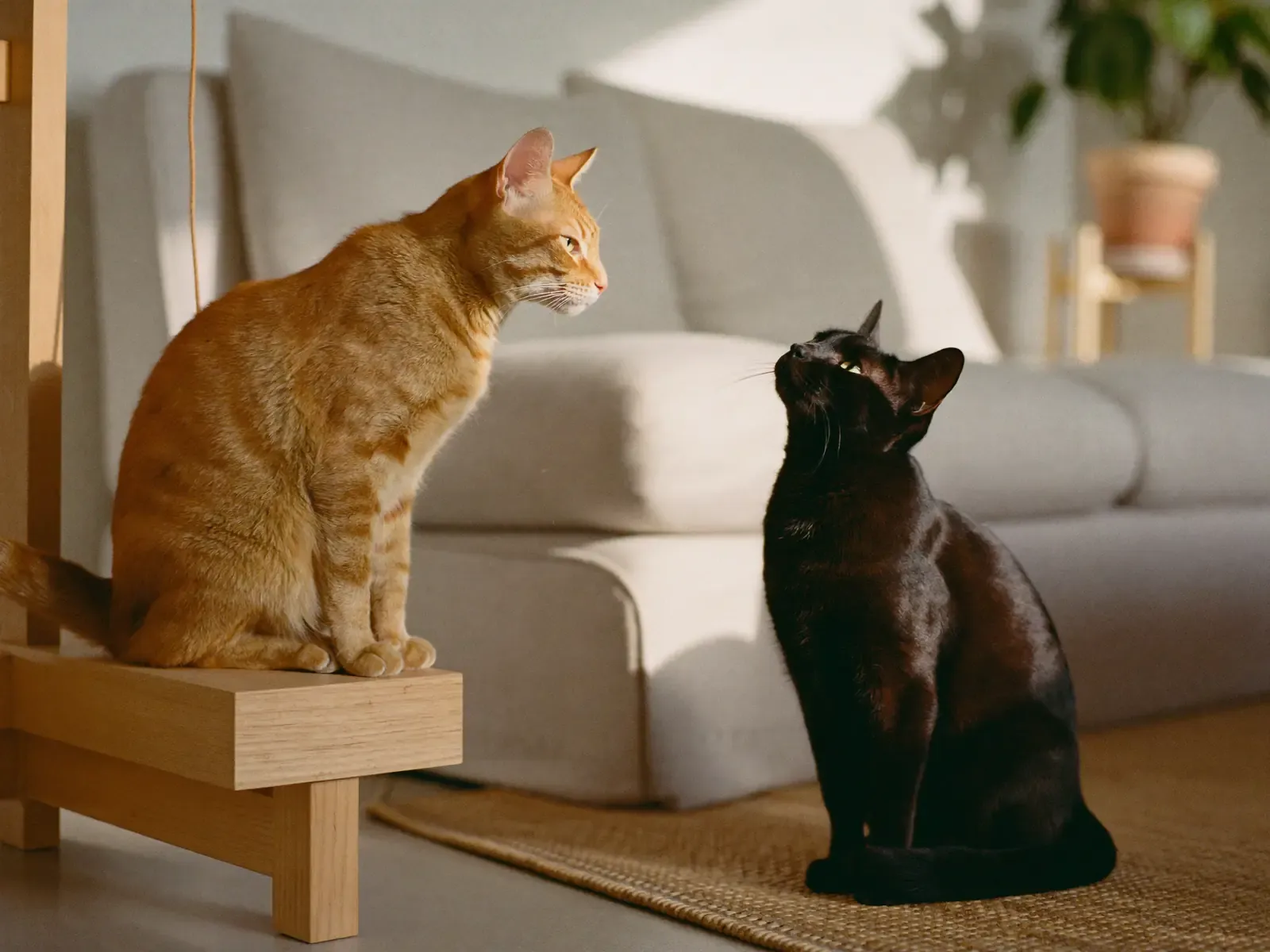 Domestic Shorthair, a ginger cat and a black cat watching each other calmly across a living room