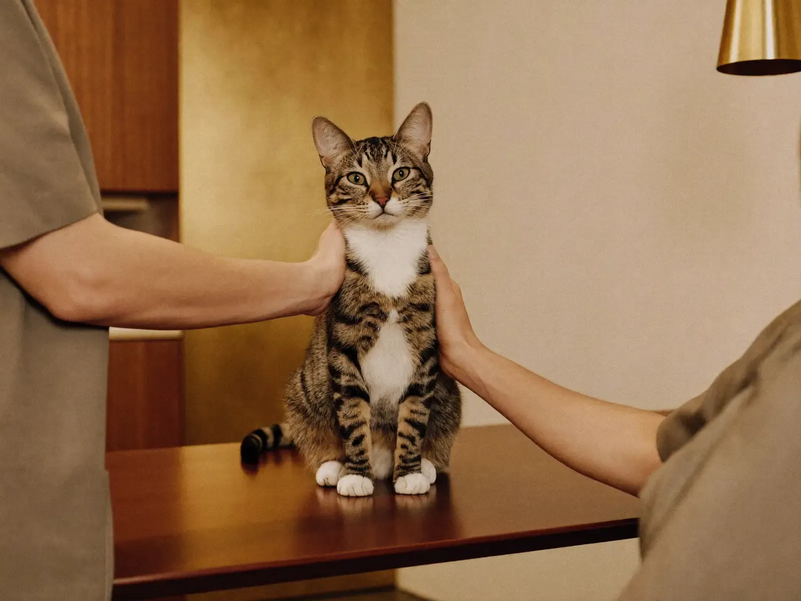 Domestic Shorthair, a calm tabby and white cat on a consultation table, steadied by two hands