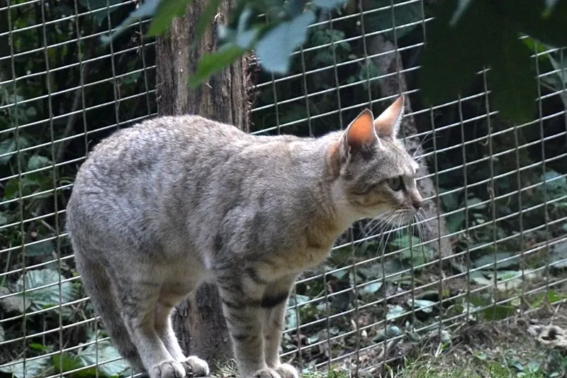 Domestic Shorthair history, a Gordon's wildcat, the African wildcat of Arabia, at a wildlife park in France, 2013