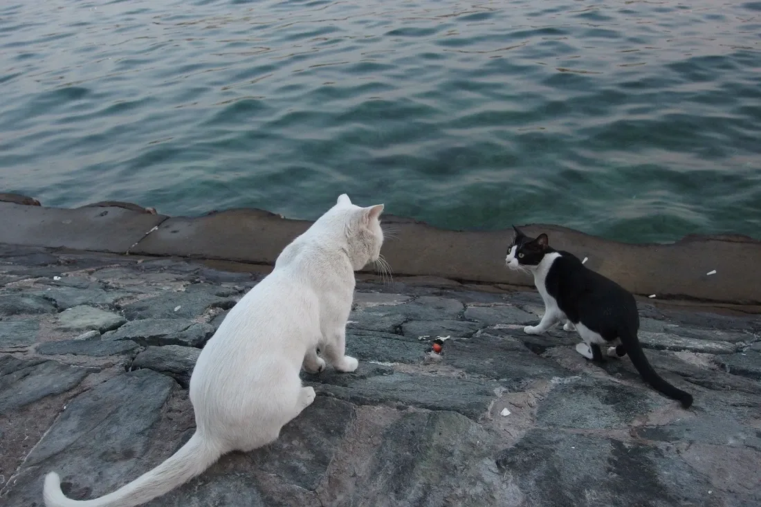 Domestic Shorthair history, two street cats on the stone wall of Dubai Creek, 2014