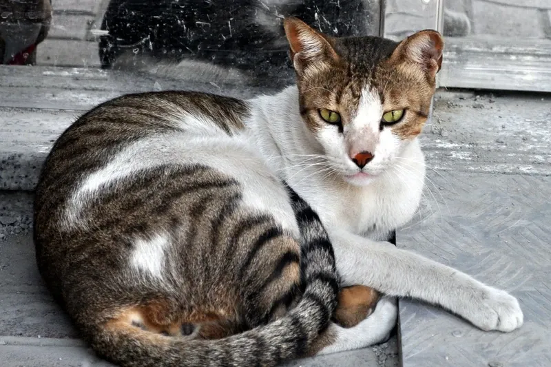 Domestic Shorthair history, a tabby and white street cat lying on a pavement, Dubai, 2010