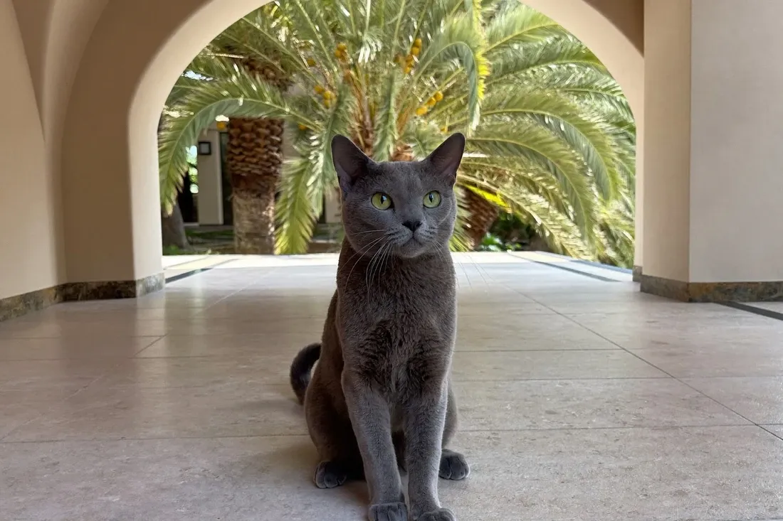 Domestic Shorthair history, the cat today, a blue-grey adult under a villa arch, Dubai, 2026