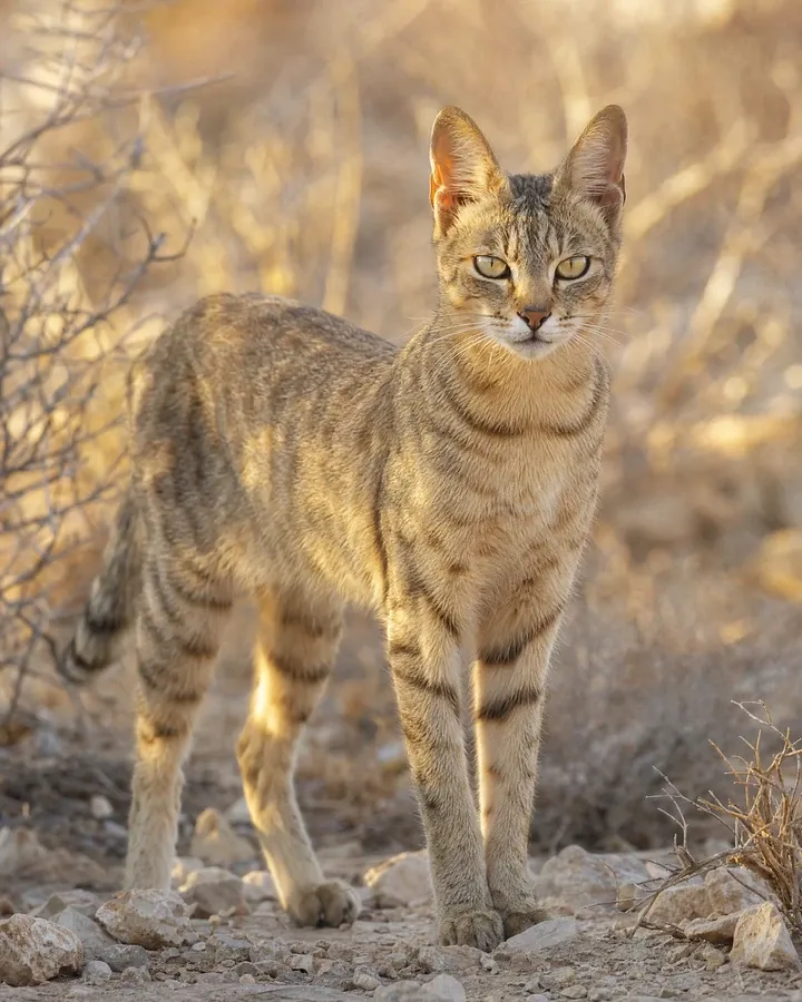 Domestic Shorthair, their ancestor the African wildcat, standing on dry, stony ground among bare shrubs