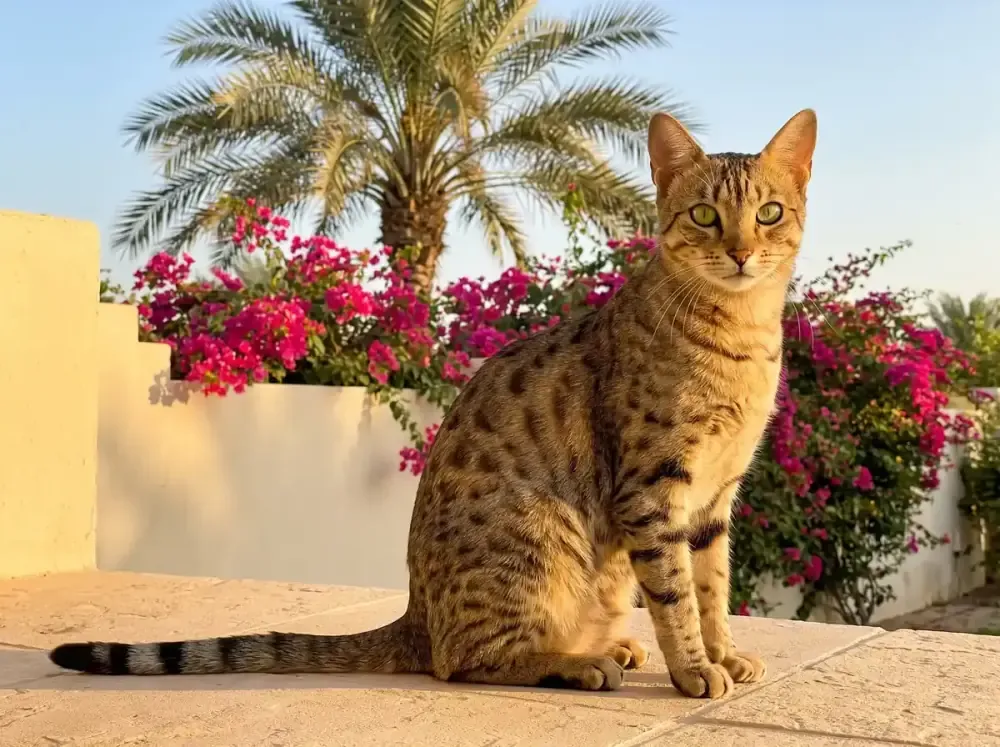Egyptian Mau in Dubai, a bronze adult sitting on a stone terrace, bougainvillea and a date palm behind