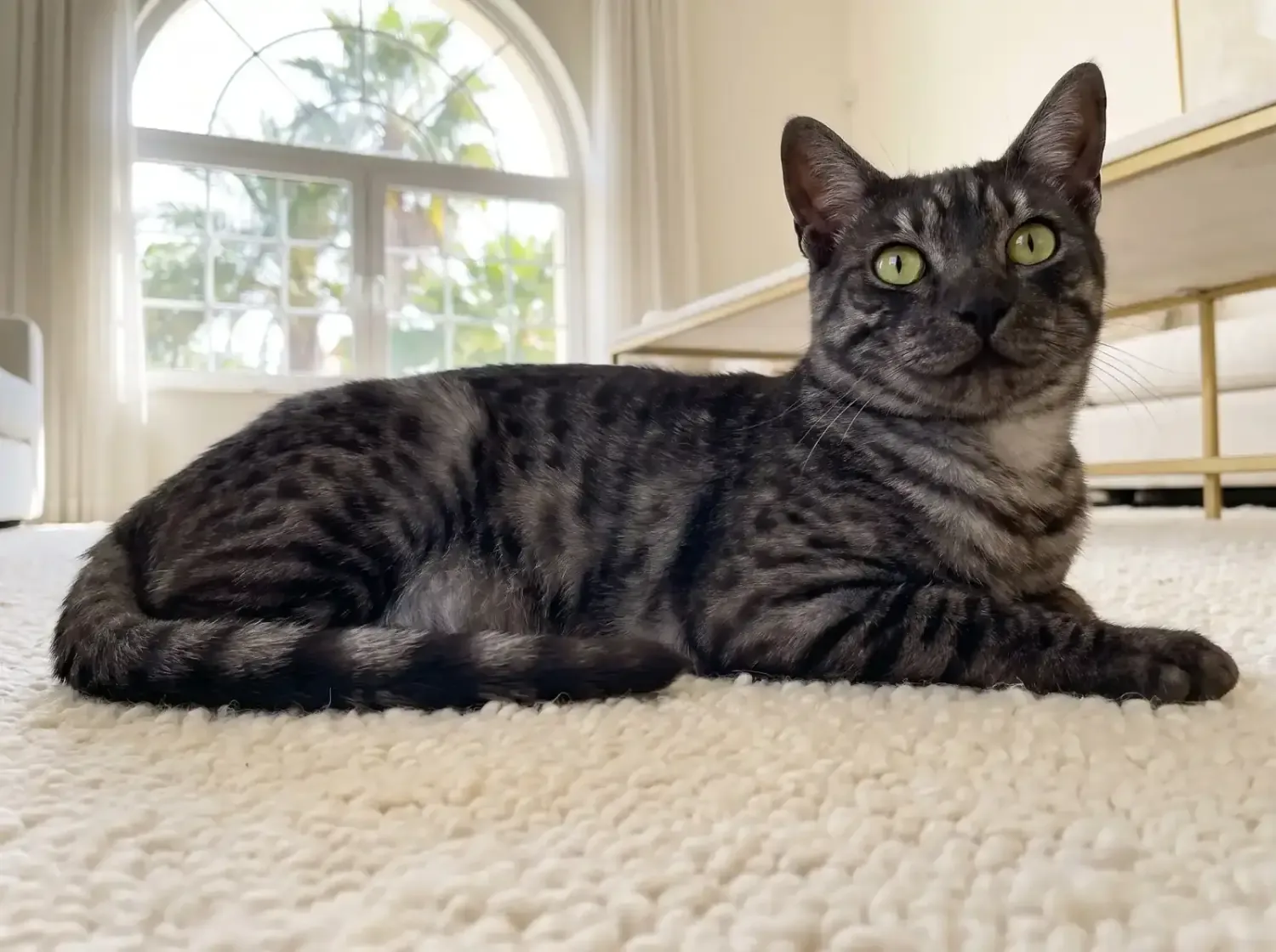 Egyptian Mau in Dubai, a smoke adult lying on a cream wool rug, palms through an arched window