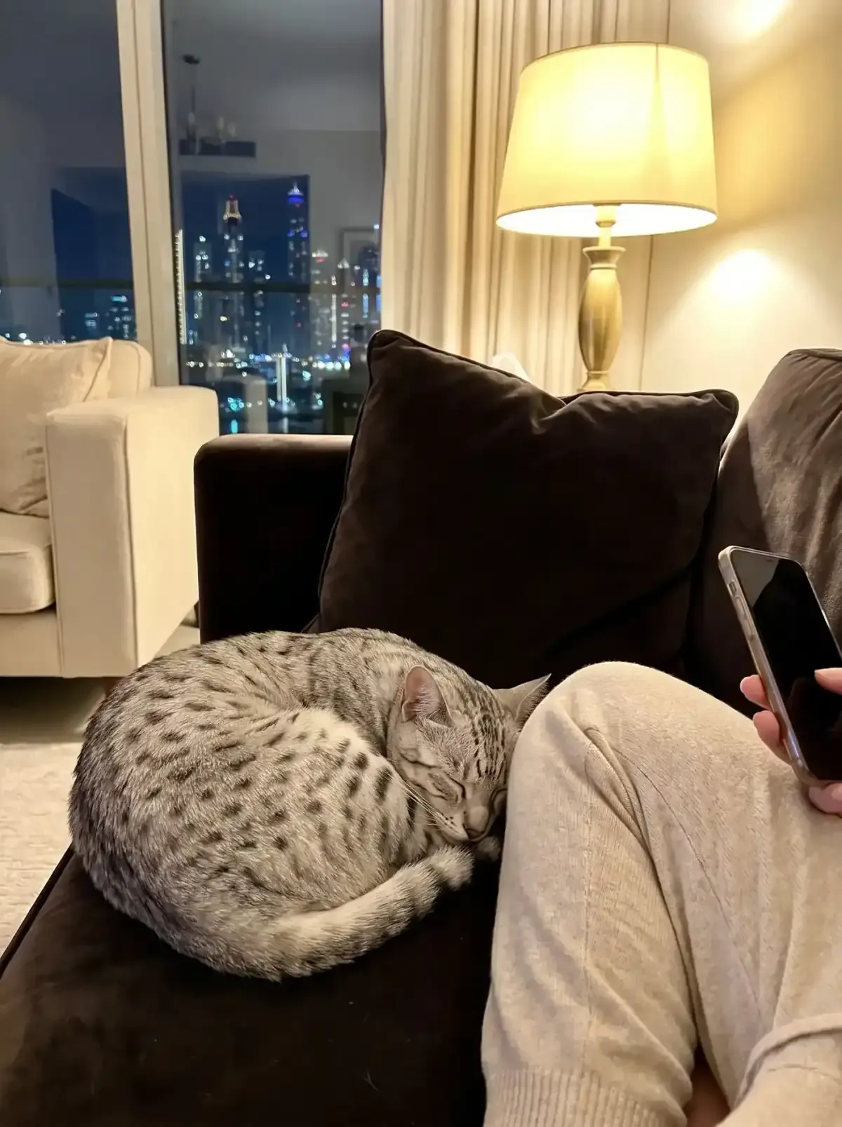 Egyptian Mau in Dubai, a silver cat asleep on a dark sofa at night, the skyline lit up behind