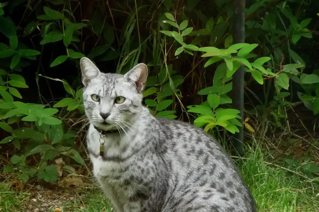 Egyptian Mau history, a silver Egyptian Mau with green eyes sitting by green leaves, 2009