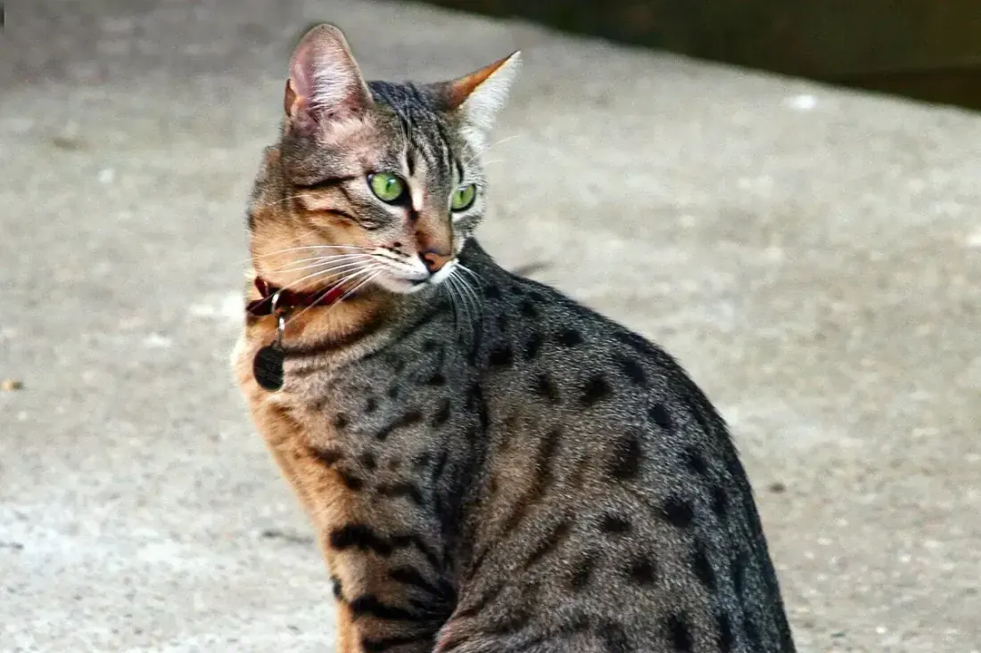 Egyptian Mau history, a bronze Egyptian Mau with green eyes sitting on a pavement, 2008