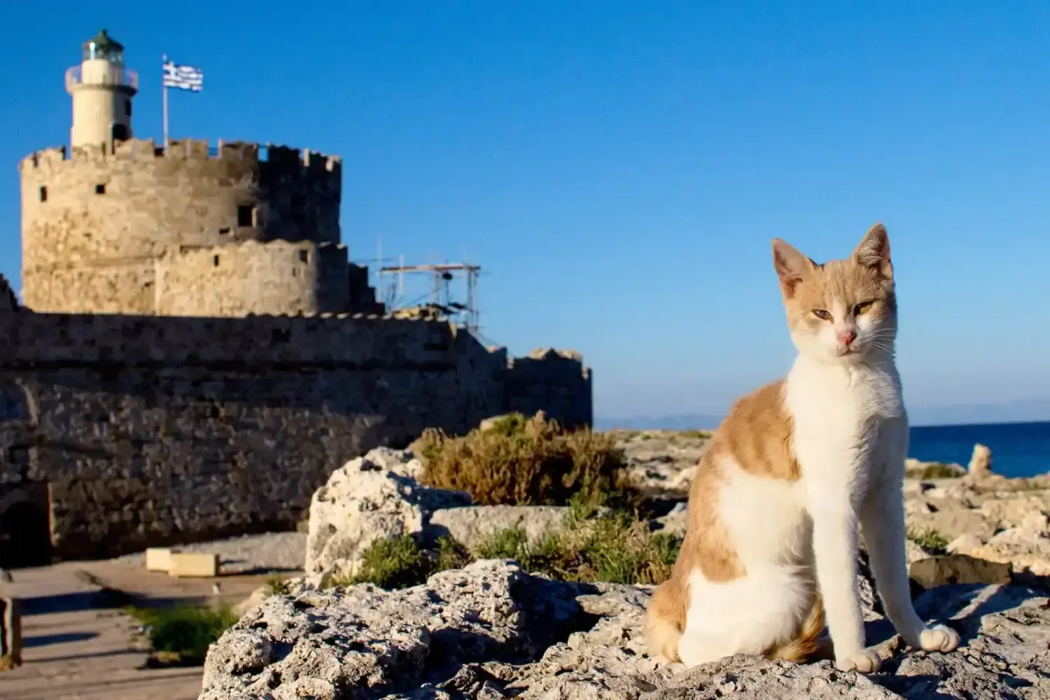 Egyptian Mau history, a red and white street cat on the rocks by the harbour fortress, Rhodes, Greece, 2015