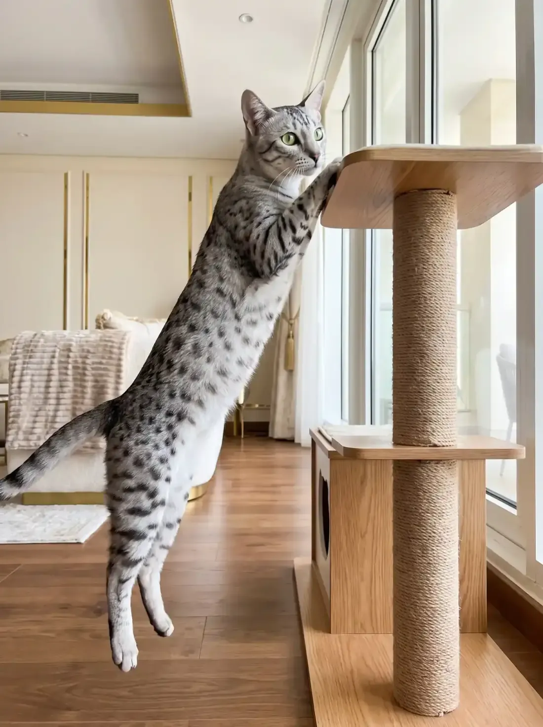 Egyptian Mau, a silver adult leaping up onto a tall sisal cat tree in a bright flat