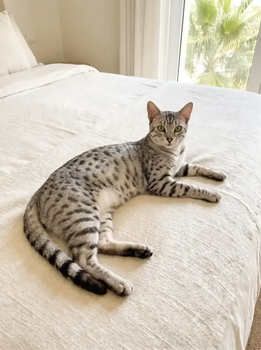 Egyptian Mau in Dubai, a silver adult lying on a cream bed, palms through the window