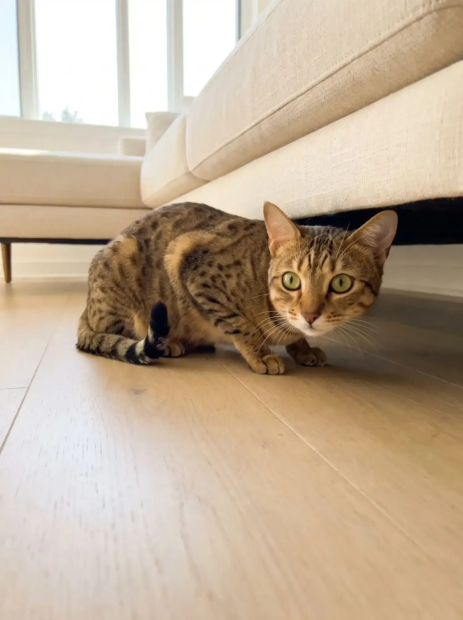 Egyptian Mau, a bronze adult crouched under the edge of a cream sofa, ready to pounce