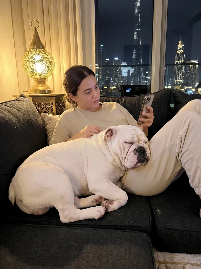 English Bulldog in Dubai, a white adult asleep against a pet parent on a dark sofa at night, the skyline behind