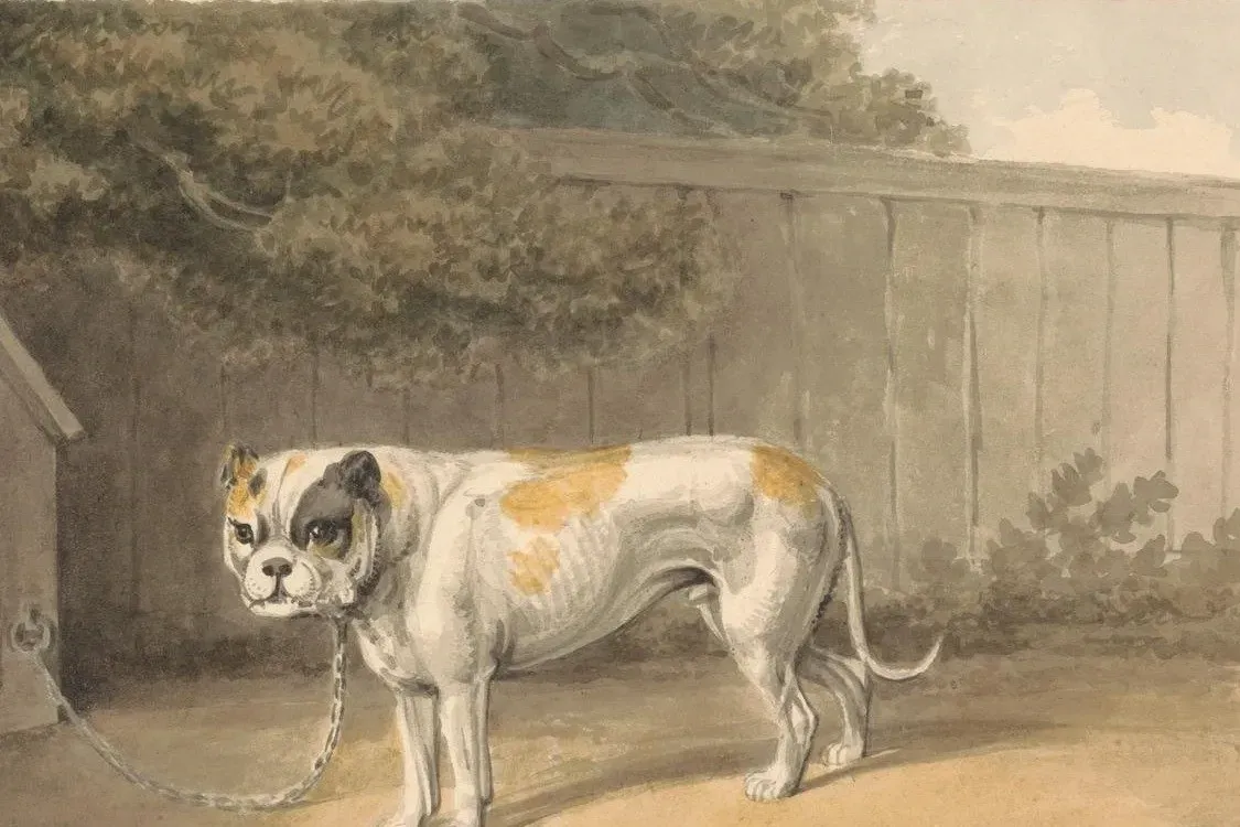 English Bulldog history, a watercolour of a white and fawn dog chained by a kennel in a yard, Samuel Howitt, after 1815