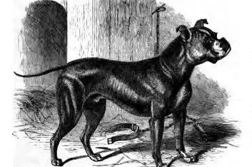 English Bulldog history, an engraving of Tor, a dark, leggy dog standing in a yard, 1859