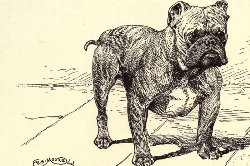 English Bulldog history, a pen drawing of the show dog Ch. Blackberry, heavy-headed and wide, 1900