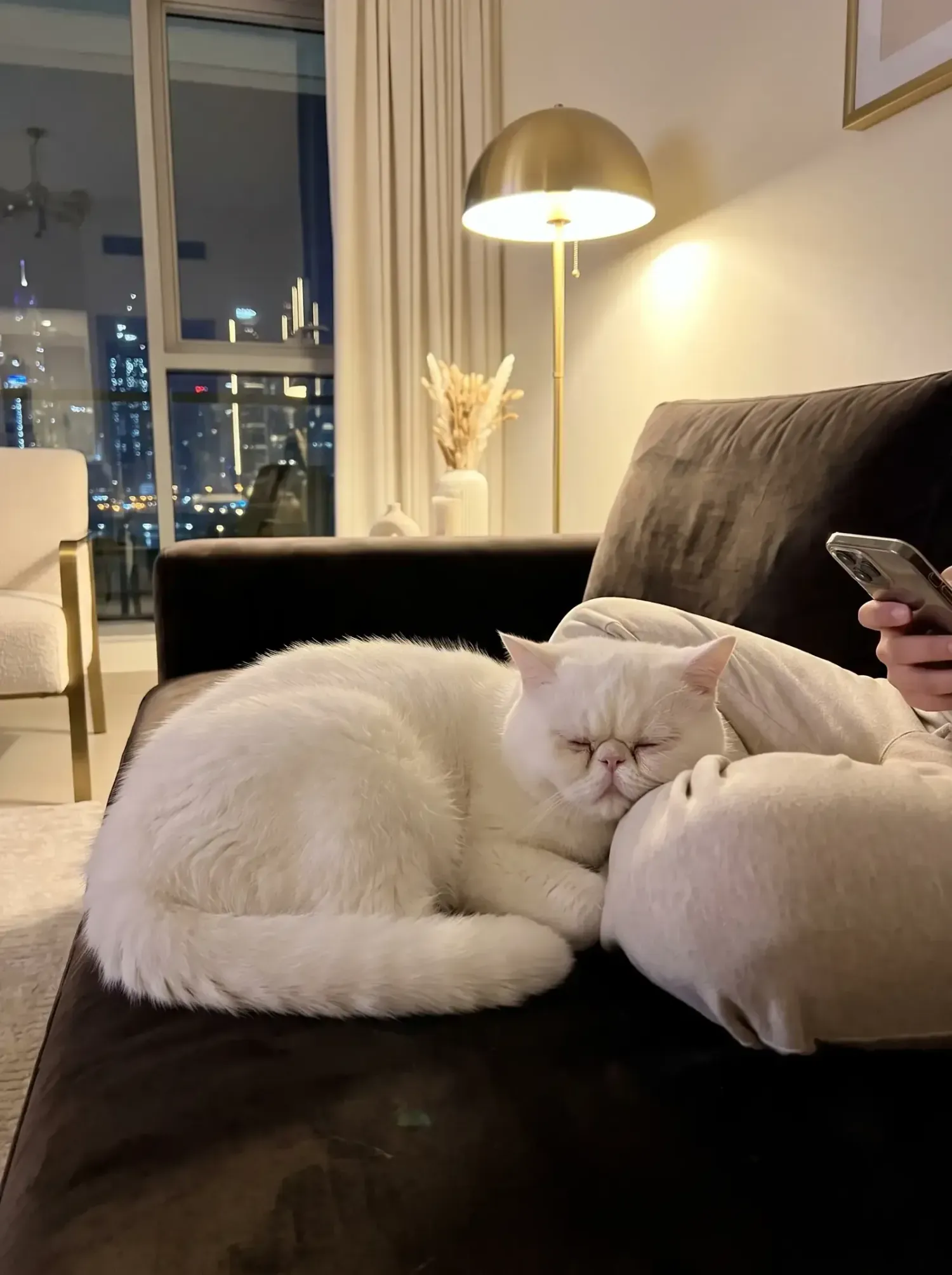 Exotic Shorthair in Dubai, a white cat asleep on a dark sofa at night, the skyline lit up behind