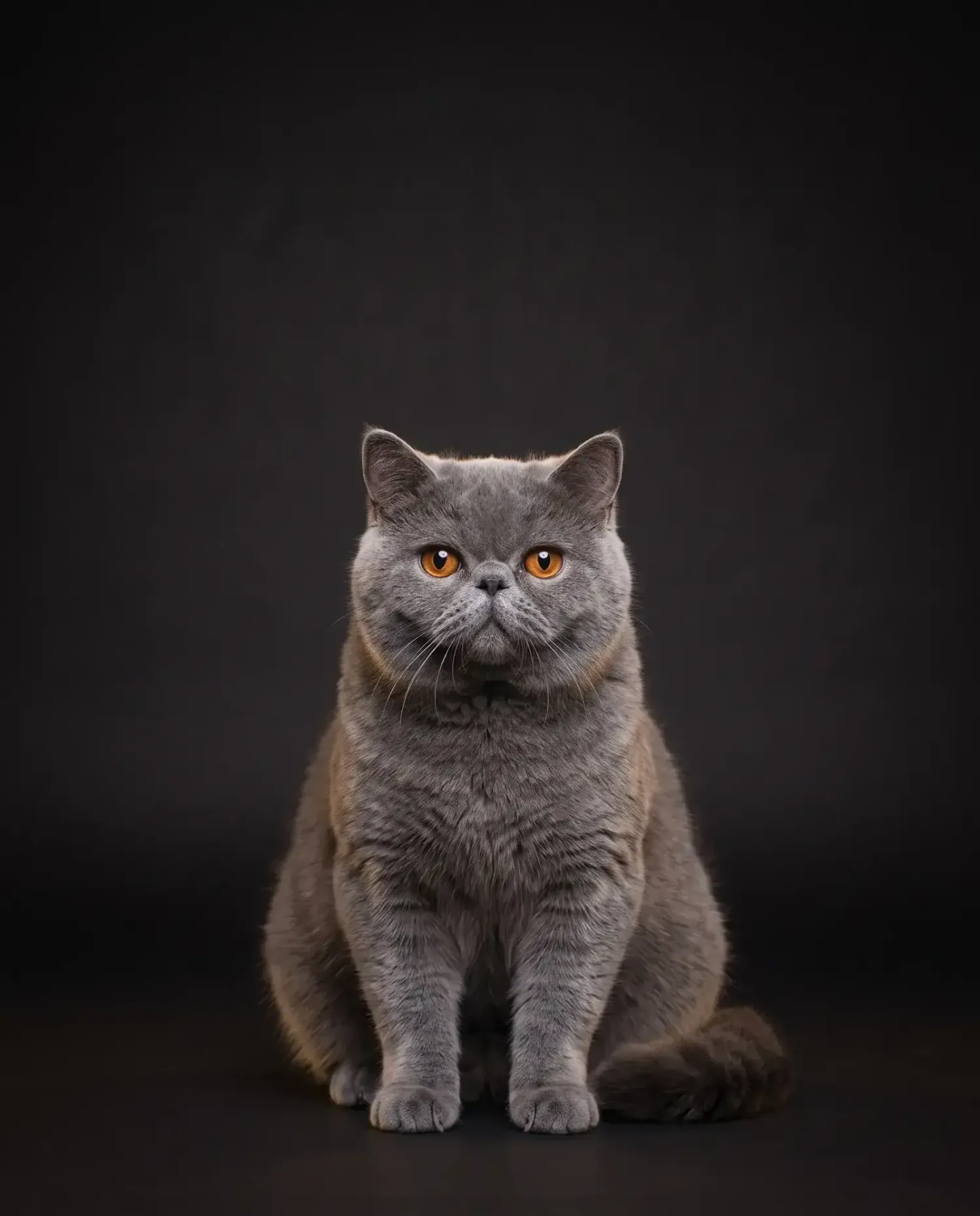 Exotic Shorthair in Dubai, studio portrait of a calm blue adult with copper eyes, sitting