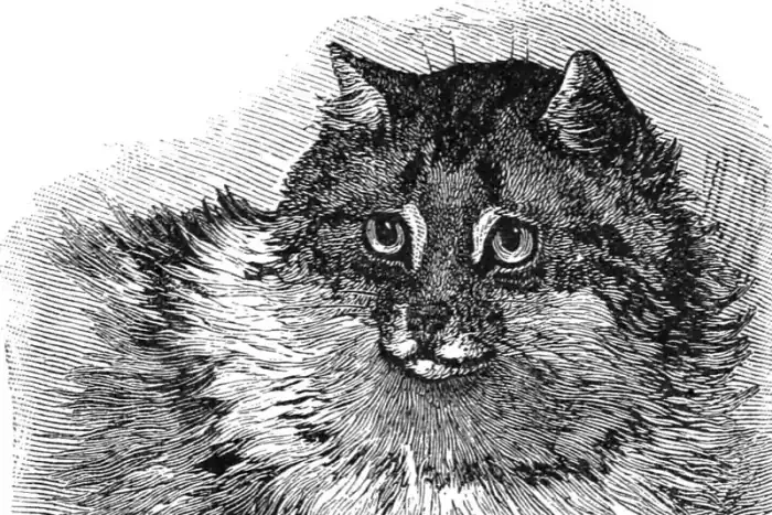 Exotic Shorthair history, an engraving of a Persian shown at the Crystal Palace cat show, London, 1886