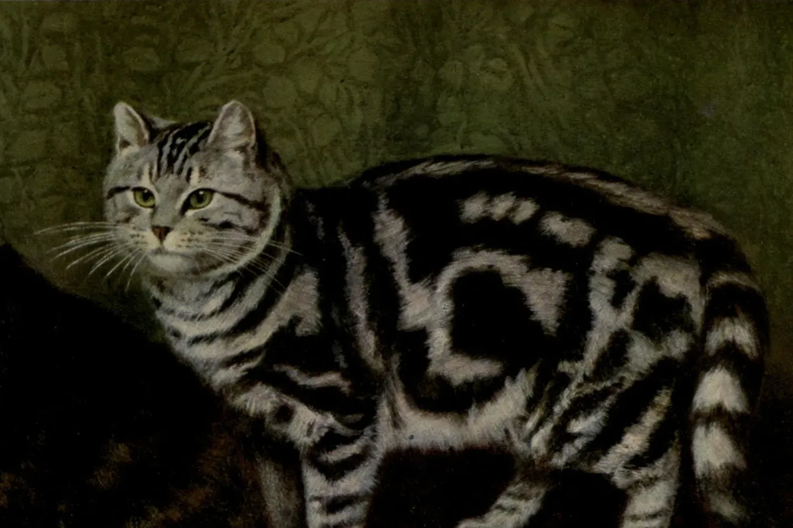 Exotic Shorthair history, a painting of a silver tabby short-haired cat, The Book of the Cat, London, 1903