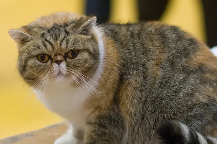 Exotic Shorthair history, a tortoiseshell tabby and white Exotic Shorthair on a show table, Helsinki, Finland, 2008