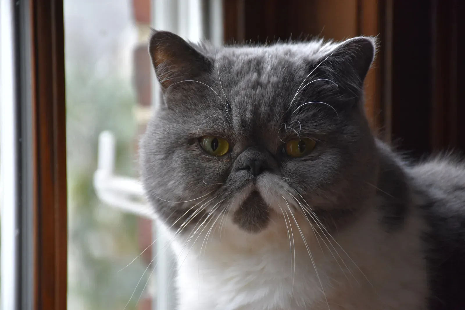 Exotic Shorthair history, a blue and white Exotic Shorthair with a flat face by a window, 2020