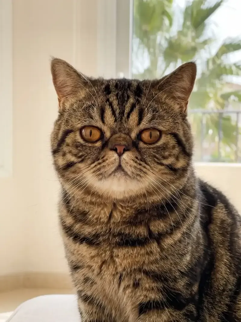 Exotic Shorthair in Dubai, close portrait of a brown tabby adult's round face, palms through the window